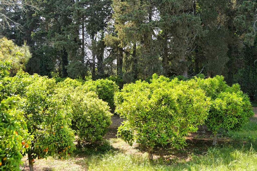 Masseria del Bosco di Makyva